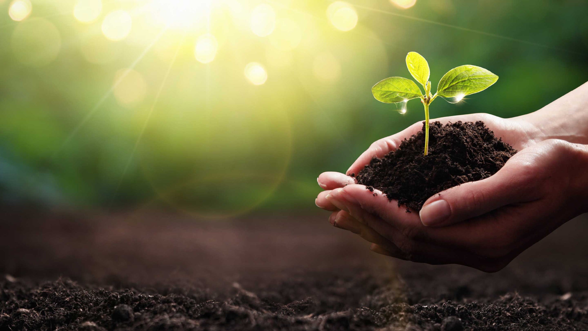 Hands holding plant growing from the soil. 